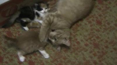Василиска с котятами