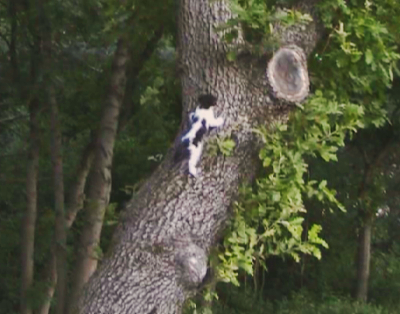 котёнок на дереве