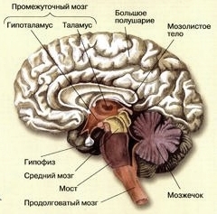 Тест по теме мозг 8 класс. Головной мозг биология 8 класс. Головной мозг человека 8 класс биология. Строение головного мозга биология 8. Структуры головного мозга биология 8 класс.